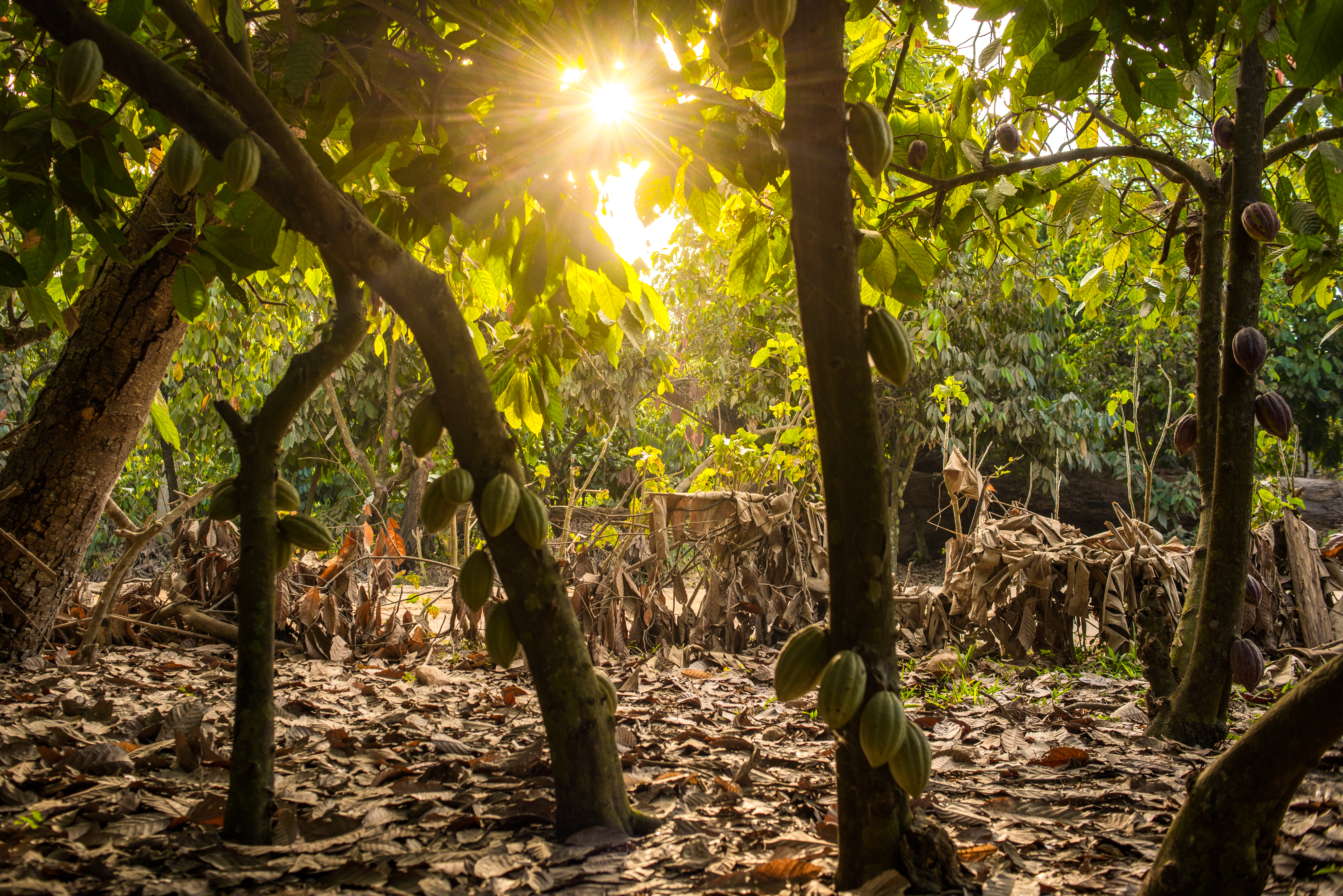 Madagascar Cacaotrees 2